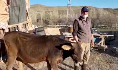 Erzurum'lu çiftçi İneğini satarak