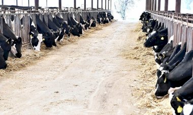 Süt Üreticileri Tepki İçin Bedava Süt Dağıttı