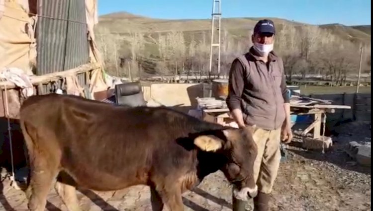 Erzurum'lu çiftçi İneğini satarak