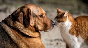 Çevre, doğa ve hayvanların korunması için 'HAYDİ'