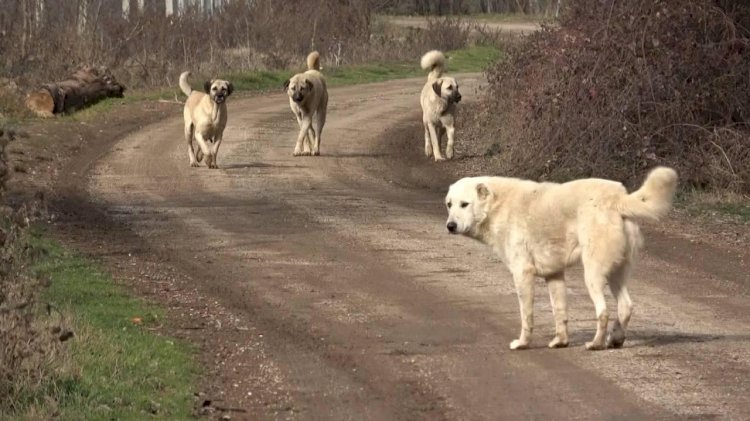 Başıboş Köpek Saldırılarına Karşı Soruşturma Başlatıldı